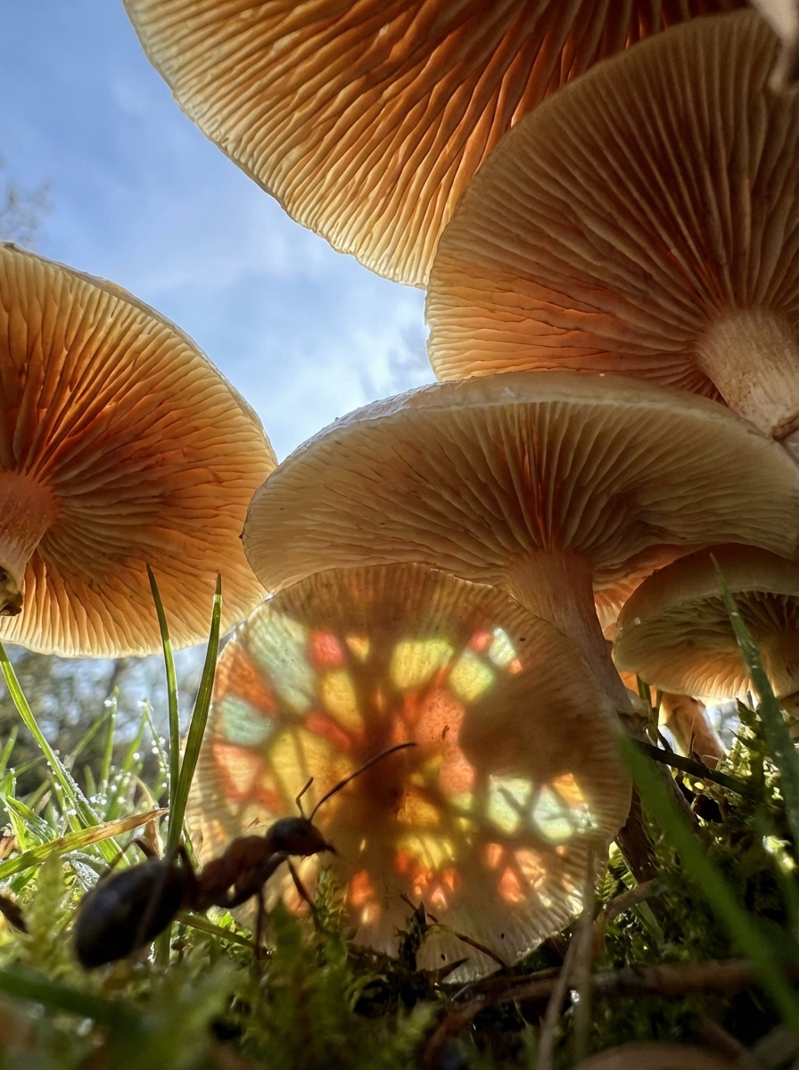 Tidal Wave cubensis — extreme macro of prismatic mushroom gills
