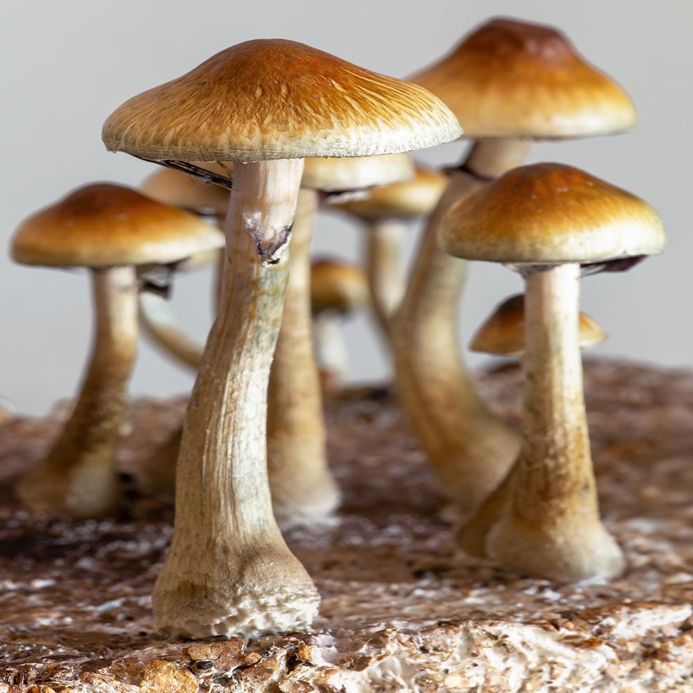 Official Premium Spores source image showing golden teacher mushroom photography used on the supplier site