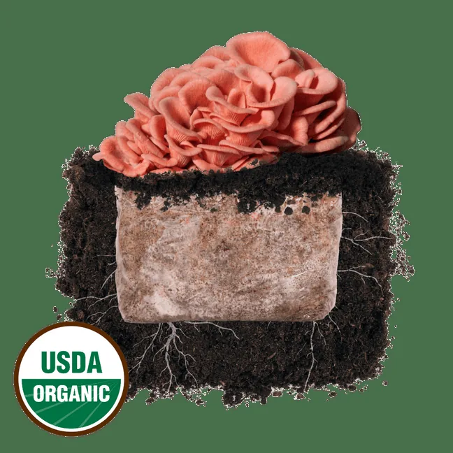 Pink Oyster 'Plant & Grow' Mushroom Starter Block