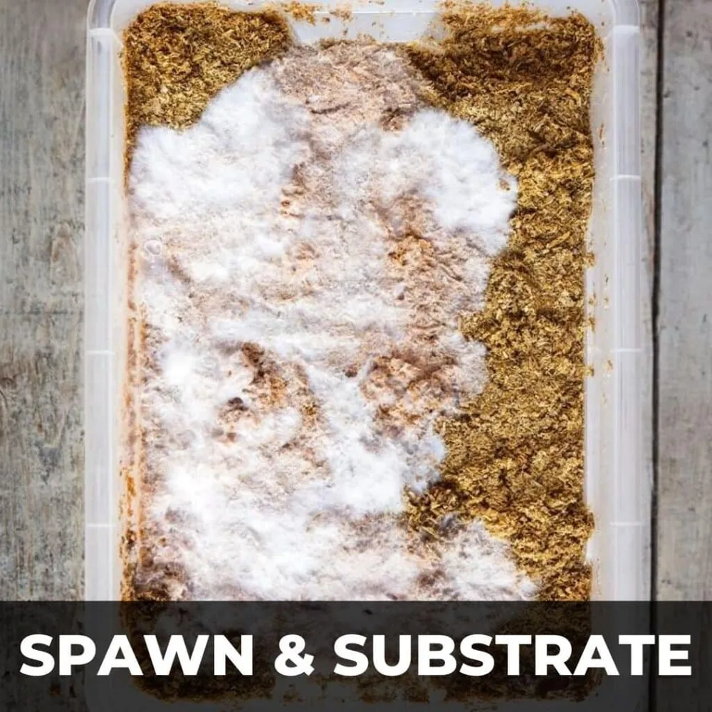 Planet Spores Spawn and substrate Category