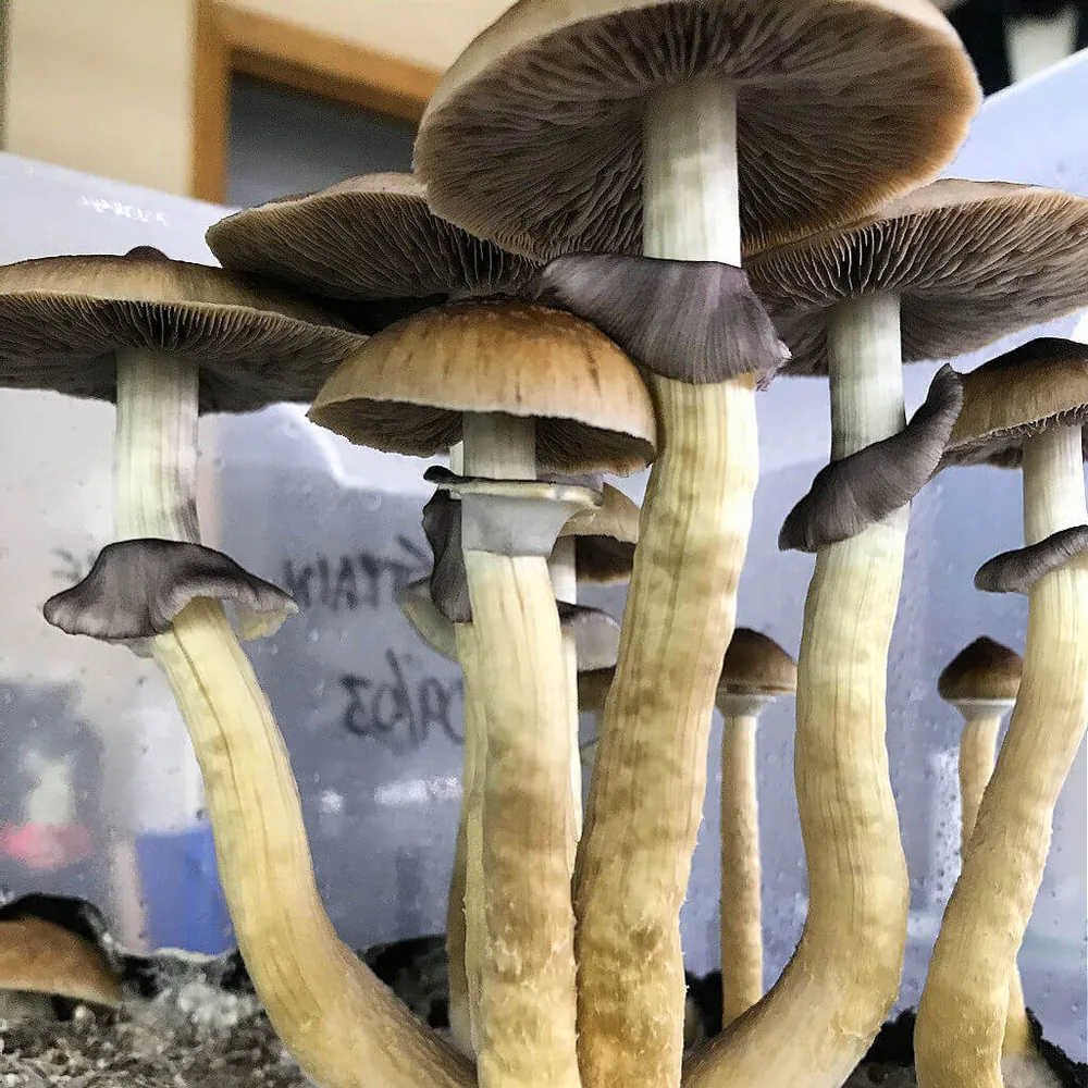 Shop Magic Mushroom Spores