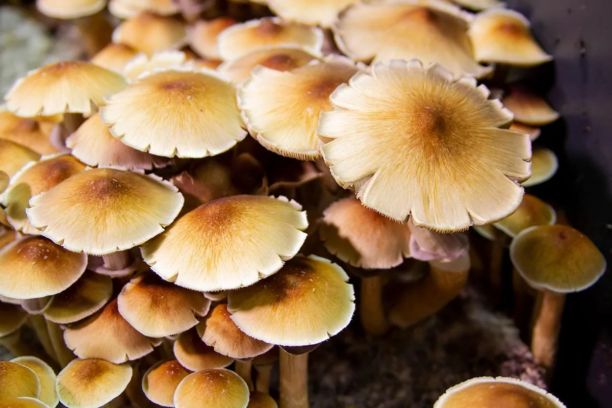 Shop Isolated Magic Mushroom Spores