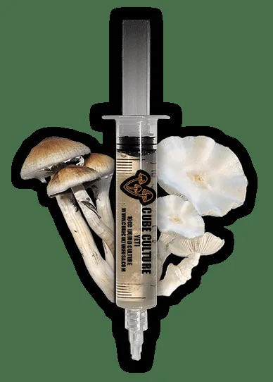 Official Cube Culture USA source image showing product packaging artwork