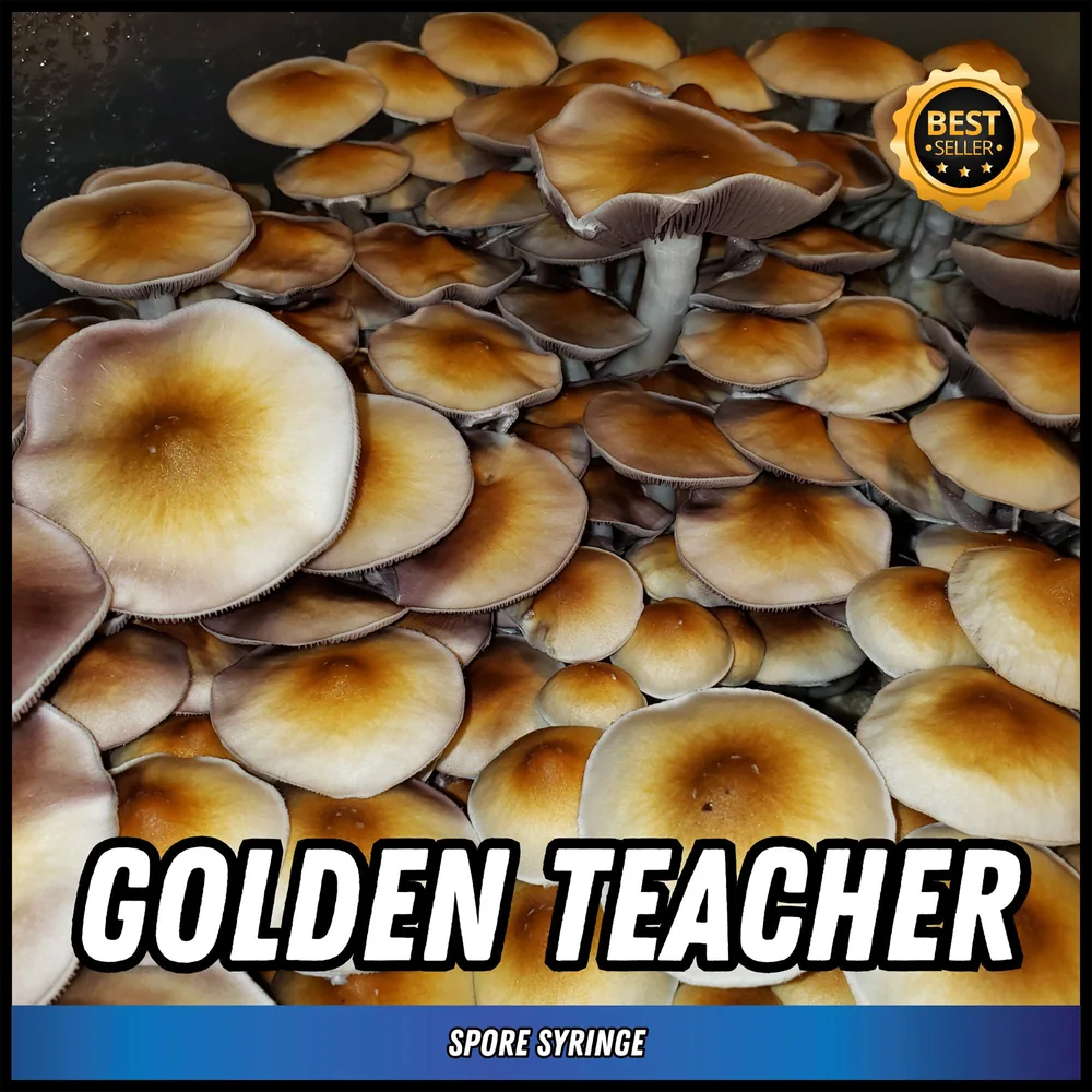 Official EdenShrooms source image showing Golden Teacher spore syringe product artwork
