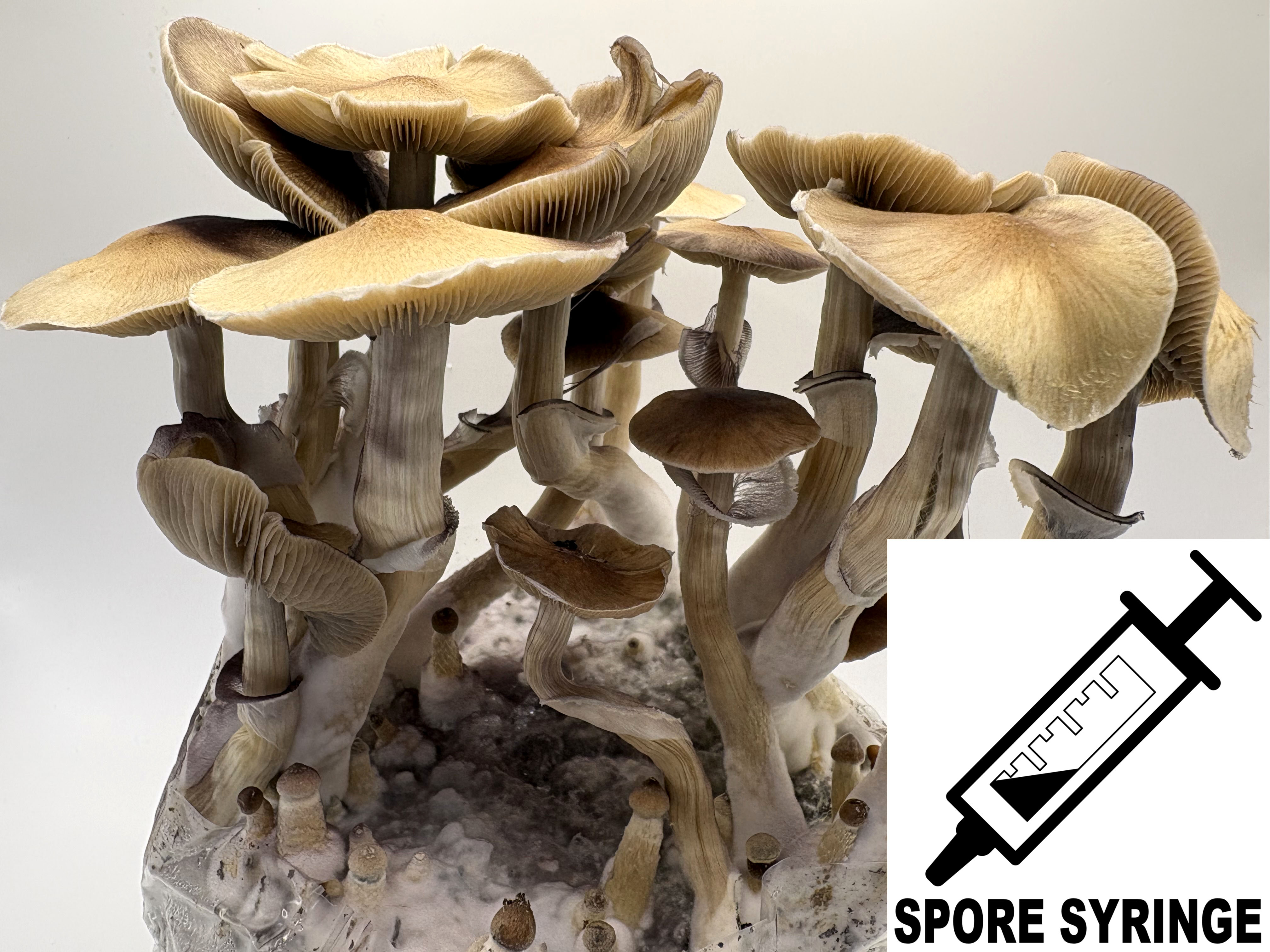 Official SporeWorks product image showing a spore syringe source photo used on the supplier site