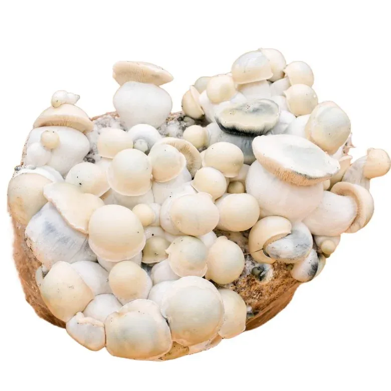 Psilyshop official-site source image 2