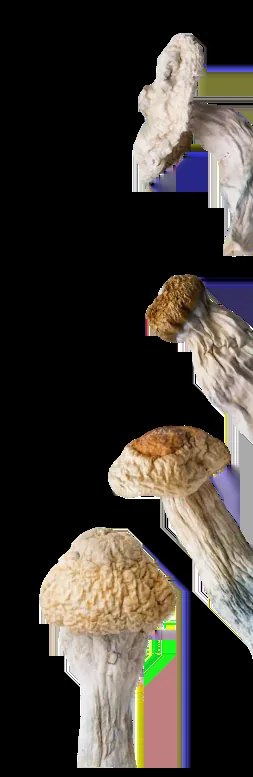TW Shroom Dispensary & Delivery DC official-site source image 3